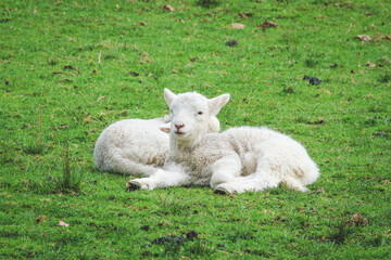 Baby white lamb in the meadow