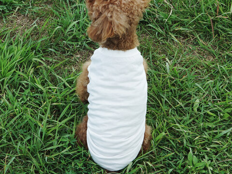 Dog Puppy White T-Shirt Mock up Brown Poodle Model