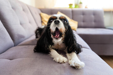 Dog yawning on the sofa