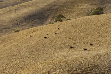 Grazing Cows