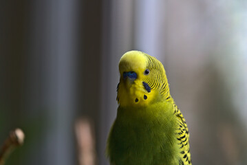 Yellow-green budgie portrait of a house. The window is visible