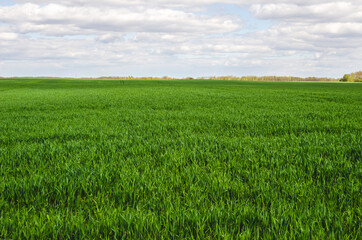 Green wheat field in early spring. Tracks from the wheels of a tractor on a winter wheat field in early spring.