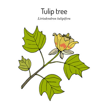 American tuliptree, or tulip poplar liriodendron tulipifera , state tree of Kentucky
