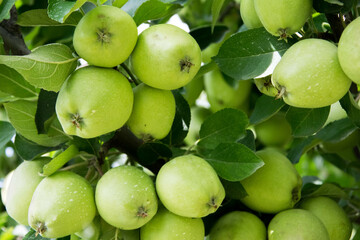 A bunch of apples on a tree.