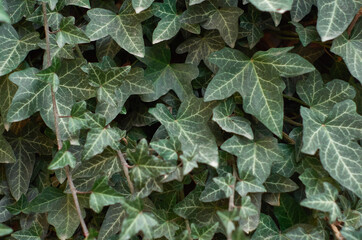 Ivy on the wall background. Europium ivy