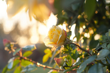 A bush of yellow roses.  Roses at sunset in sunlight background