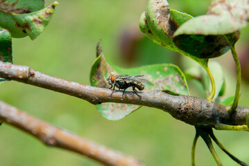 A fly on a tree.