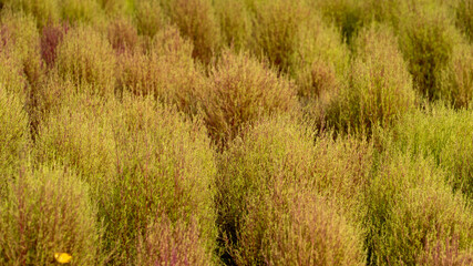 The beach with silver grass and turkey grass