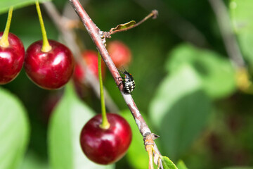 A bug on the tree.