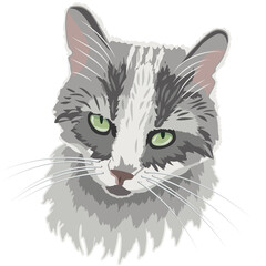 portrait of a gray cat on a white background, vector image