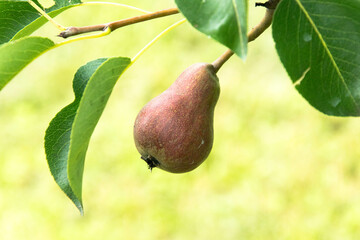 A pear on the tree.