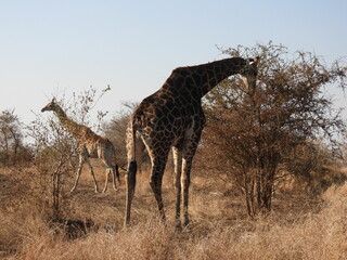 Naklejka na ściany i meble Wild Animals in Kruger National Park South Africa 