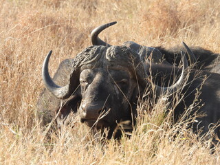 Wild Animals in Kruger National Park South Africa 