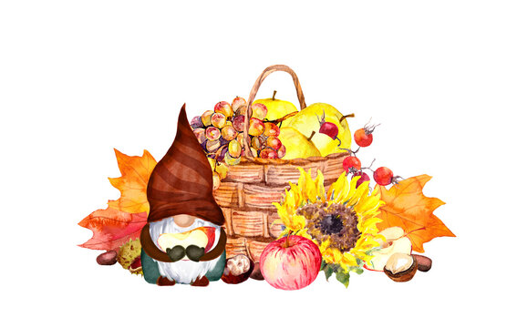Thankgiving gnome with autumn harvest. Basket with vegetables, pumpkin, suflowers, maple leaves. Watercolor