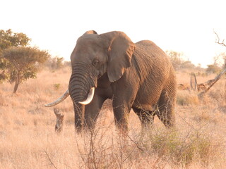 Fototapeta na wymiar Wild Animals in Kruger National Park South Africa 