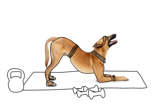 Artwork. Portrait of cute breed dog doing morning exercises isolated on white studio background with drawings.