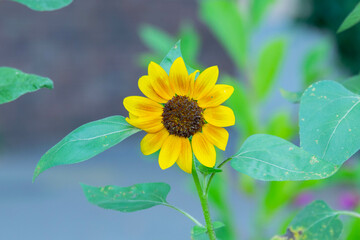 Yellow flower at the street.