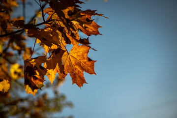 Nice yellow maple leaves  nature background abstract macro close up autumn