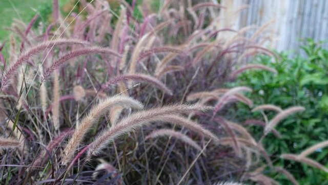 Desho grass or grass flowers blowing in the wind