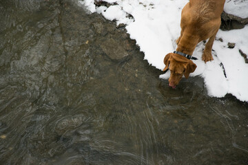Hunter dog drinking from the river.
