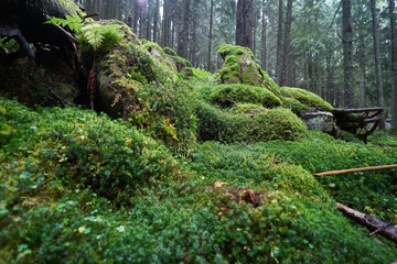 Fototapeta premium moss covered tree