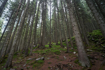 trees in the forest background 