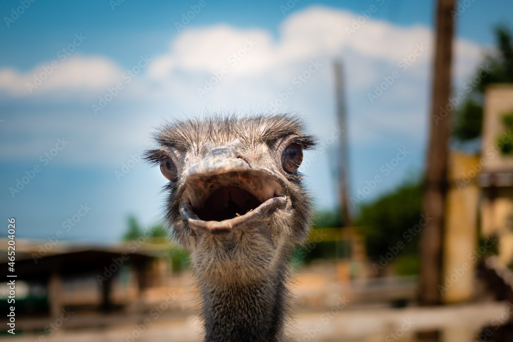 Poster selective focus of the face of an ostrich against a blurred background