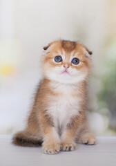 red Scottish Fold kitten plays
