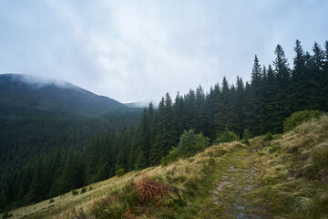 Fog in the mountains landscape. Coniferous forest. Wild nature background. Mutted colors in nature