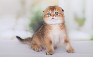 red Scottish Fold kitten plays