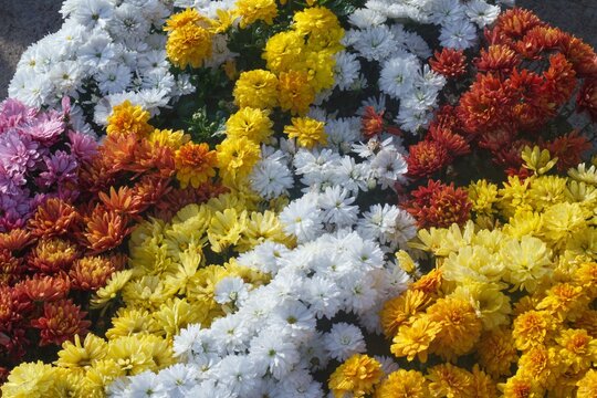 Crysanthemum morifolium flower background of various colors white yellow pink and orange