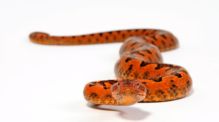 Nose-horned viper // Europäische Hornotter (Vipera ammodytes)