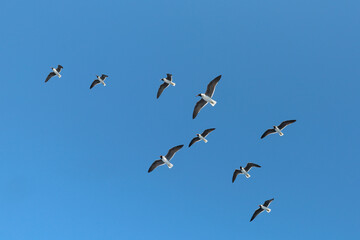 Seagulls flying in the clear blue sky