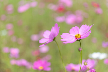 秋の花　コスモス