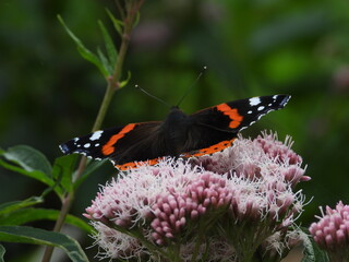 papillon