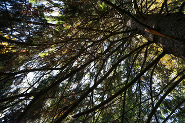 Beautiful conifer tree in forest, bottom view