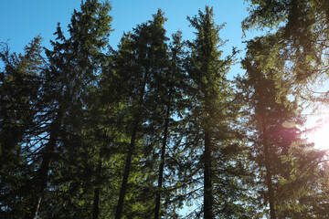 Picturesque view of beautiful coniferous forest on sunny day