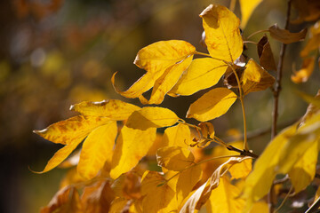 yellow autumn leaves
