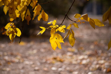 yellow autumn leaves