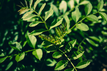 green leaves background