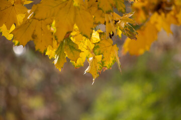 yellow maple leaves