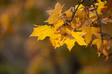 autumn maple leaves