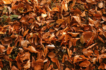 Fallen autumn leaves on ground, top view