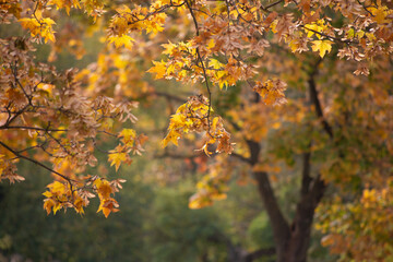 autumn leaves in the park