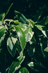 Fototapeta premium Green foliage