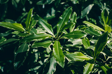Obraz premium close up of leaves