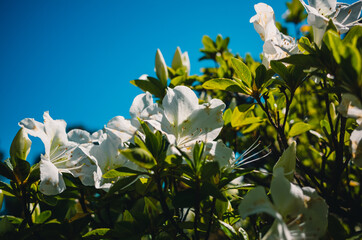 White flowers in the garden