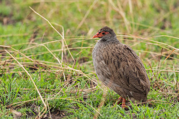 Red-necked Spurfowl - Pternistis afer, beautiful colored francolin bird from African savannahs, Queen Elizabeth National Park, Uganda.