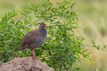 Red-necked Spurfowl - Pternistis afer, beautiful colored francolin bird from African savannahs,...