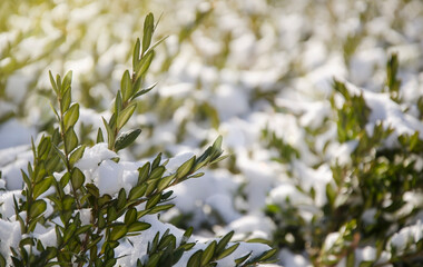 Branches of green boxwood